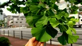 Ginkgo biloba: beneficii, limite și ce trebuie să știi înainte să îl folosești