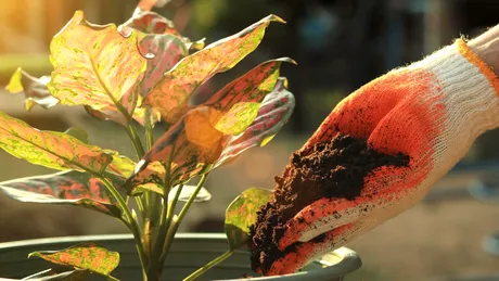 Plante care adoră zațul de cafea! Dă-i grădinii tale boost-ul de care are nevoie