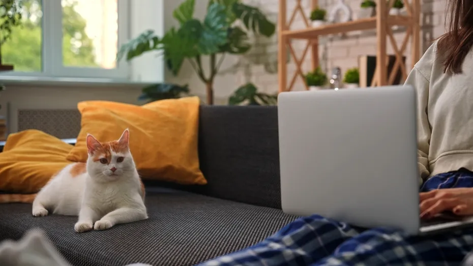 Cum elimini mirosul de urină de pisică din canapea. Trucuri eficiente de pus în practică