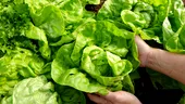 Cum să păstrezi salata verde proaspătă 30 de zile și cum o salvezi pe cea deja ofilită