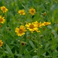 Planta minune pe care puțini știu cum să o folosească! Poate calma vânătăile și durerile