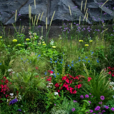 Cu ce soluție naturală trebuie să uzi grădina în august pentru a o feri de melci și limacși. O prepari rapid