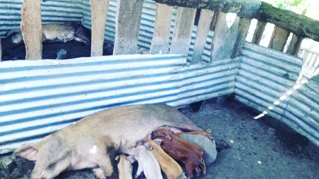 Pesta porcină africană - Vor mai putea românii să crească porci în gospodării?