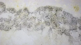 Mucegai pe pereți? Soluțiile simple care îl elimină definitiv