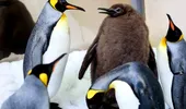 Cum a devenit Pesto, un pui de pinguin imperial, star pe reţelele de socializare. VIDEO