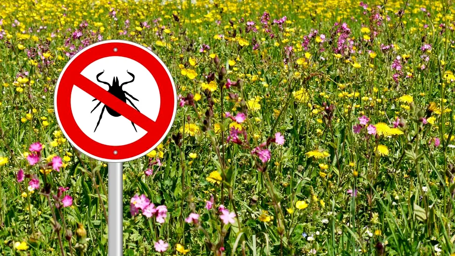 Ce flori trebuie să plantezi în curte să alungi căpușele. Așa le ții departe de copii și animalele de companie!