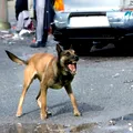 Ai fost mușcat de un câine? Medicii spun ce trebuie să faci imediat