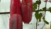 Fructul care nu se strică timp de un an. Este cultivat chiar în România, la Buzău