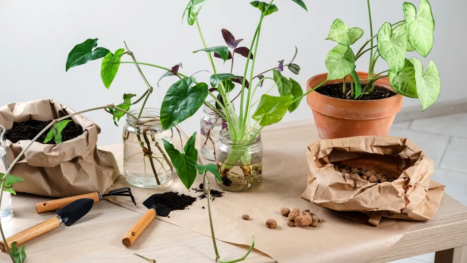 Plantele tale mor încet fără să știi! Cum să le salvezi chiar dacă le-ai uitat să le uzi