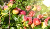 Tratamentul natural și vechi care protejează pomii fructiferi. Cu ce să-i stropești la începutul verii