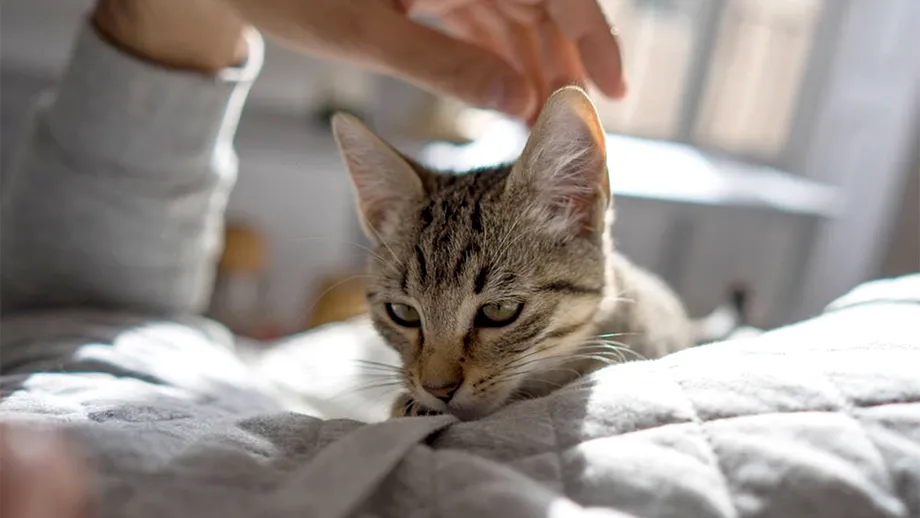 Cele 5 boli ale oamenilor pe care orice pisică le poate detecta și vindeca