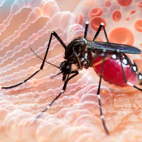 Avertisment OMS pentru turiști: virusul West Nile se extinde în Europa, inclusiv în destinații populare de vacanță