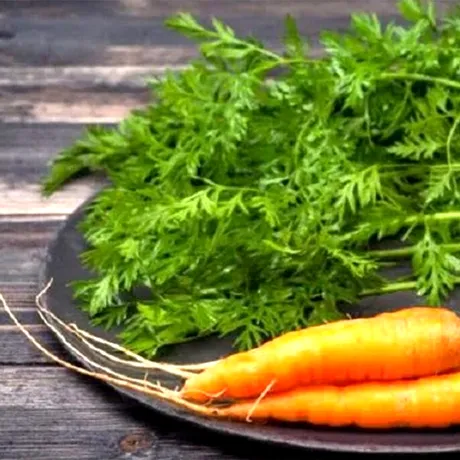 Se pot mânca frunzele de morcovi? Răspunsul nu este cel la care te aștepți
