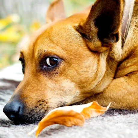 De ce câinii își ling lăbuțele? Experții atrag atenția stăpânilor