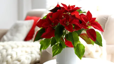 Cum îngrijești corect Crăciunița ca să înflorească în fiecare an