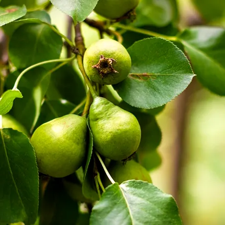 Cum să identifici rugina părului și să combați această boală, pentru ca fructele să nu fie afectate