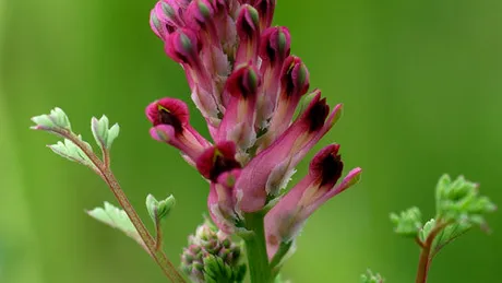 Fumăriţă (Fumaria officinalis)