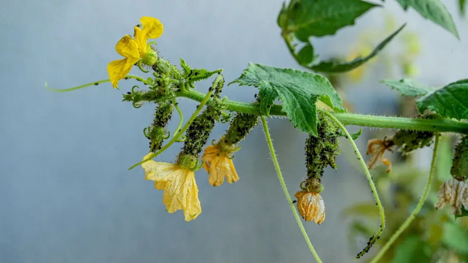 Cum îți salvezi de afide cultura de castraveți, cu un ingredient banal din bucătărie