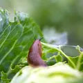Leguma românească vândută sub costul de producție. Fermierii ajung să o ofere gratuit sau să o arunce din lipsă de cerere