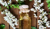 Sirop din flori de salcâm: vezi rețeta și beneficiile florilor de salcâm pentru sănătate