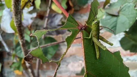 Amestecul cu usturoi care ajută la alungarea lăcustelor. Cu ce să stropești prin curte să elimini definitiv lăcustele