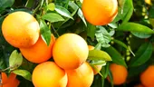 CSÎD a încercat - Salată de portocale cu ghimbir şi usturoi, 2 lei/porţia