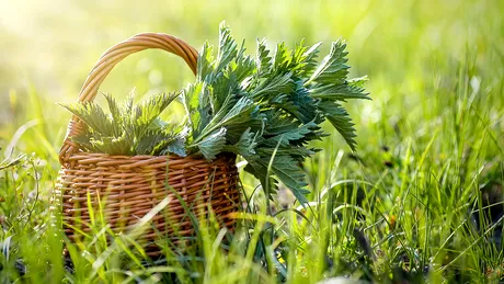 Urzicile, cele mai apreciate verdețuri de primăvară