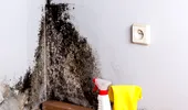 Mucegaiul din casă – ce pericole reprezintă pentru sănătate