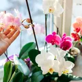 Orhideele vor înflori din nou dacă faci un singur lucru după prima floare