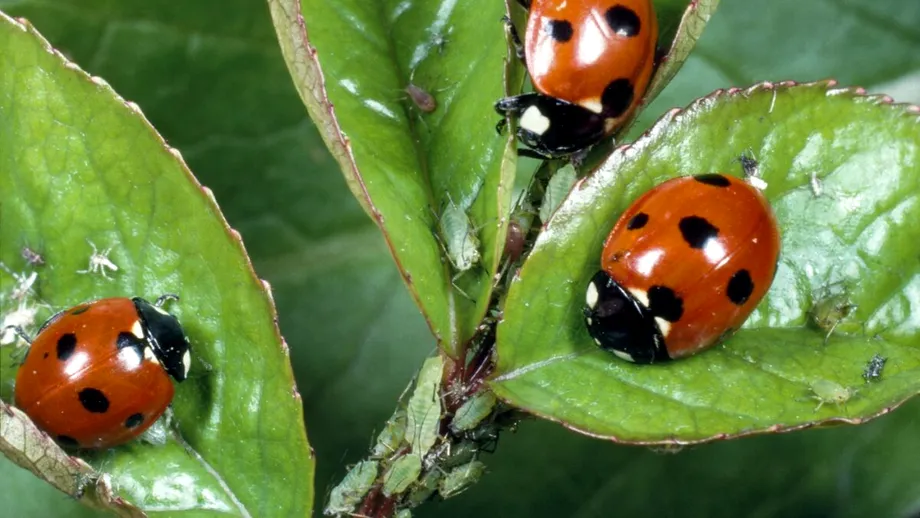 Buburuzele ți-au invadat grădina? Iată de ce nu trebuie să le îndepărtați de pe plante