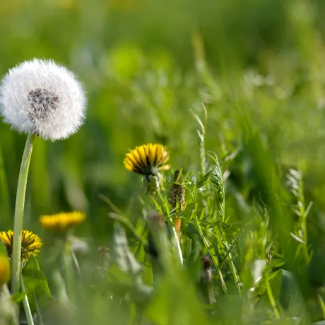 Planta ignorată din România care atrage atenția cercetătorilor pentru efectele sale asupra ficatului