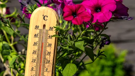 Cum se udă corect plantele din grădină în perioadele de caniculă?