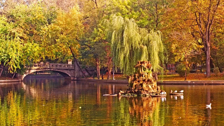 Harta ambroziei, buruiana cea mai alergică în România. Semne că ambrozia este toxică pentru tine