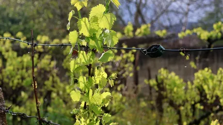 Remediul natural care face strugurii să fie mai dulci. Cu ce stropeau bunicii vița de vie?