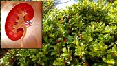 Singura plantă care îți curăță rinichii. Are proprietăți dezinfectante și dizolvante unice