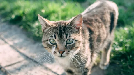Ce flori trebuie să plantezi în curte să alungi pisicile. Adio, murdărie și plante distruse!