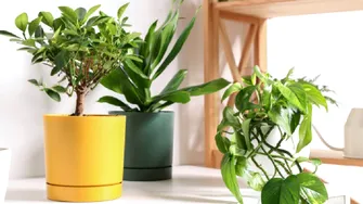 De ce mor plantele imediat după ce le aduci acasă