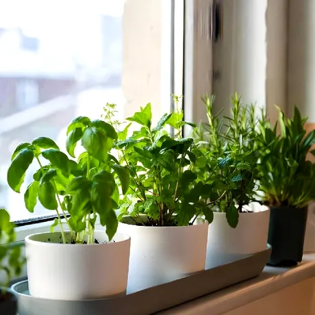 Plantele care cresc fără sol: cum funcționează și de ce devin tot mai populare în designul interior