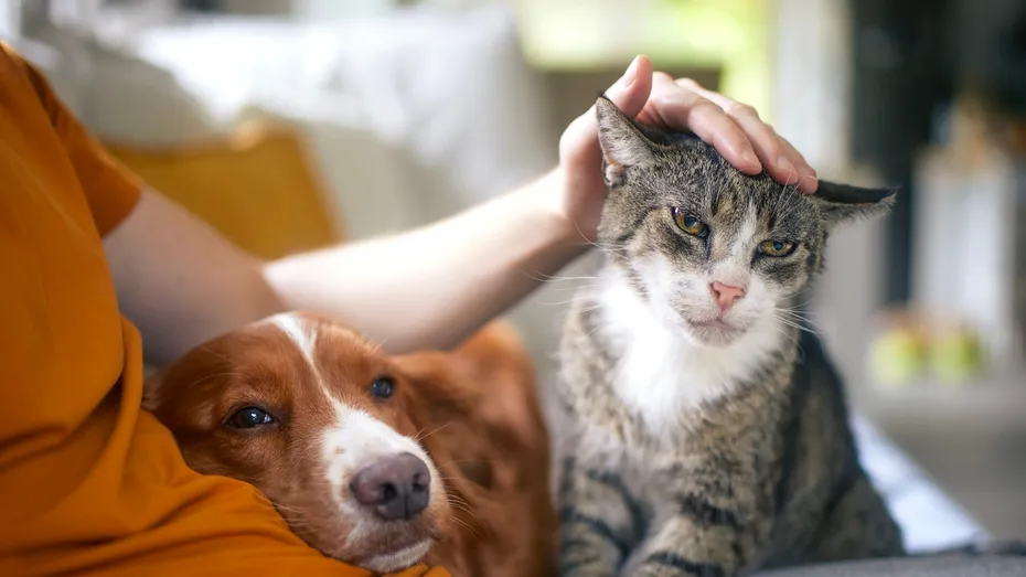 Ce a făcut un câine imediat ce a găsit o pisică în curtea stăpânilor săi. Întâmplarea a înduioșat o lume întreagă