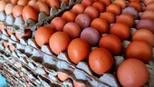 Ouăle bio nu sunt întotdeauna cea mai „verde” alegere. Studiul care schimbă tot ce credeam despre impactul lor asupra mediului