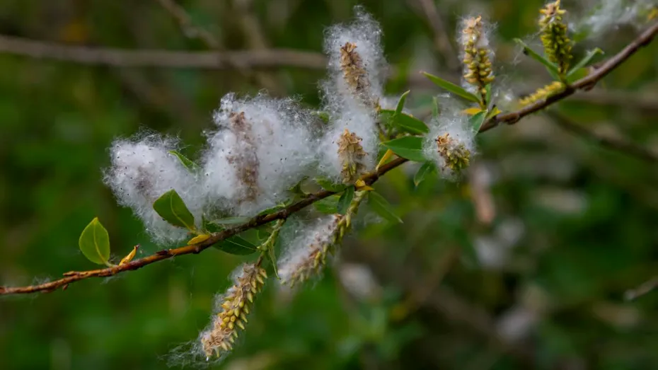Frisoanele: infuzia din coajă de salcie pentru calmarea tremuratului și relaxarea corpului
