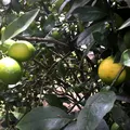 Fructul care poate ajuta la prevenirea pietrelor la rinichi. Mulți îl consumă fără să îi știe beneficiile