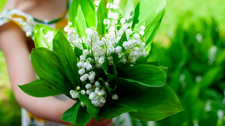 Plantele din grădina ta care pot fi periculoase pentru copii. Sunt printre cele mai comune