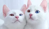 De ce au cucerit aceste pisici internetul?