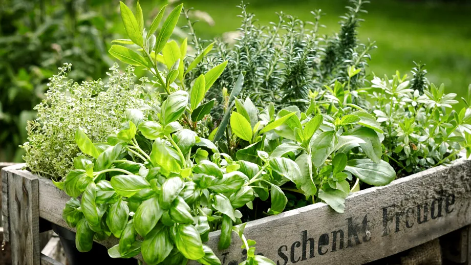 Plantele-minune pe care ar trebui să le ai în casă | Efecte dovedite pentru ficat, rinichi, memorie și nu numai