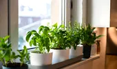 Plantele care cresc fără sol: cum funcționează și de ce devin tot mai populare în designul interior