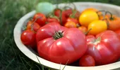 Cele mai sănătoase soiuri de roșii. Diferențele dintre roșiile cherry, roșii, galbene și negre
