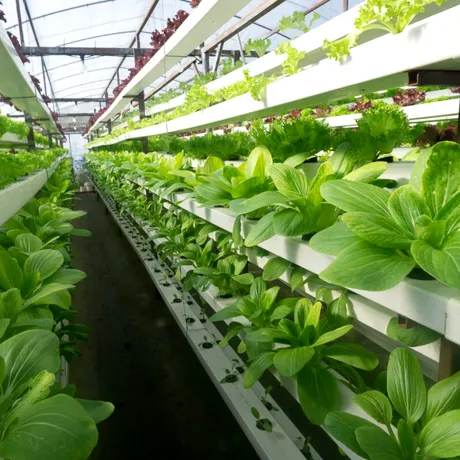 Îngrășământ natural pentru o grădină sănătoasă. Hrănește pământul, nu doar plantele