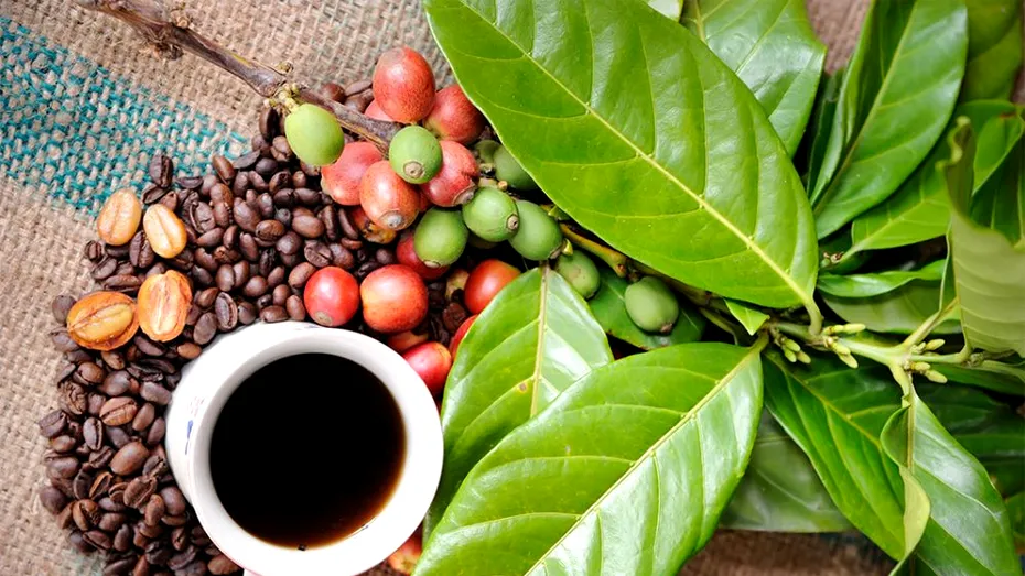 9 curiozități despre cafea, una dintre cele mai populare băuturi din lume