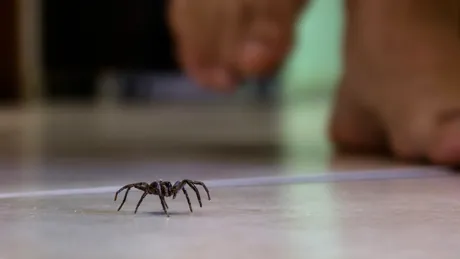 Cum ții departe de casa ta păianjenii? Trucul bulgăroaicelor pe care și toți românii trebuie să-l știe